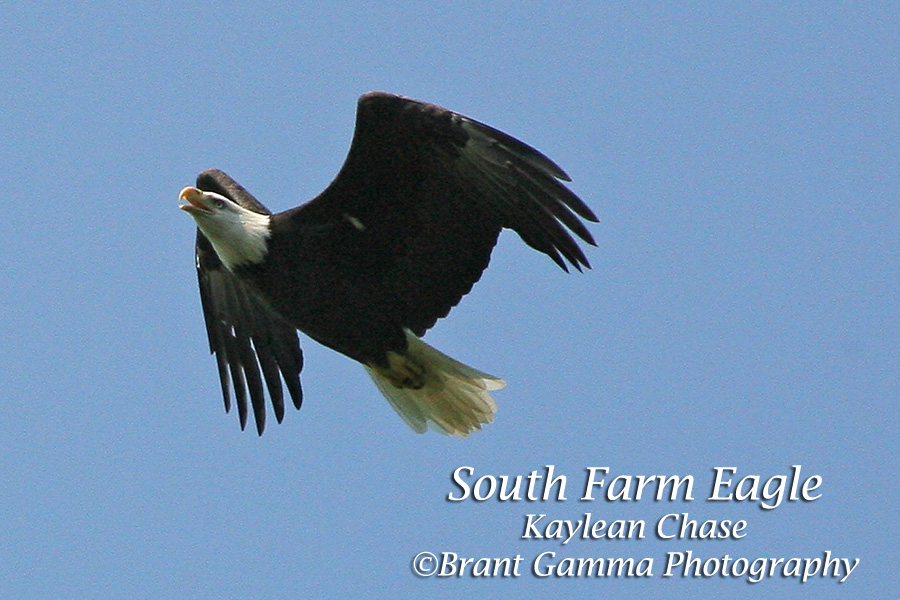 eagle south farm
